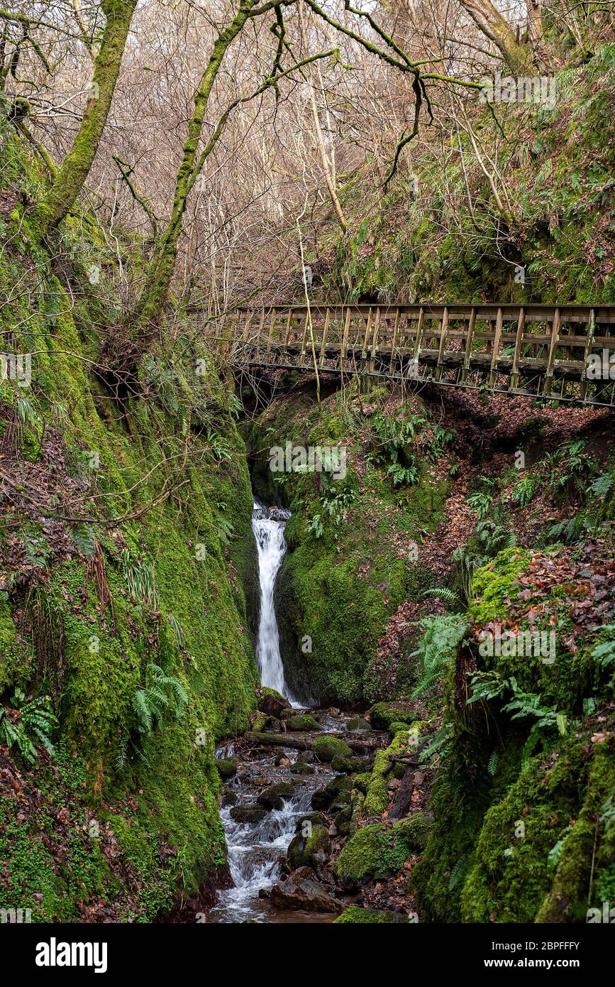 Sentier de randonnée en bois et ravin mossy avec cascade, Dollar Burn Stream, Dollar Glen, Écosse, Royaume-Uni Banque D'Images