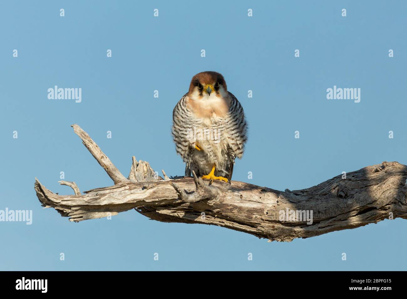 Red-necked falcon (Falco chicquera) est un oiseau de proie dans l'habitat naturel, Etosha, Namibie Afrique safari wildlife Banque D'Images