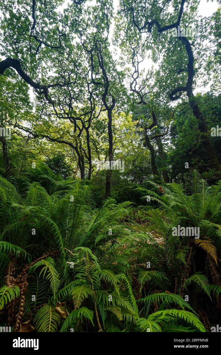 Des fougères et des arbres verdoyants et luxuriants se trouvent dans le parc naturel du parc Pena, qui entoure le palais Pena (Palacio Nacional da Pena) à Sintra, au Portugal. Banque D'Images
