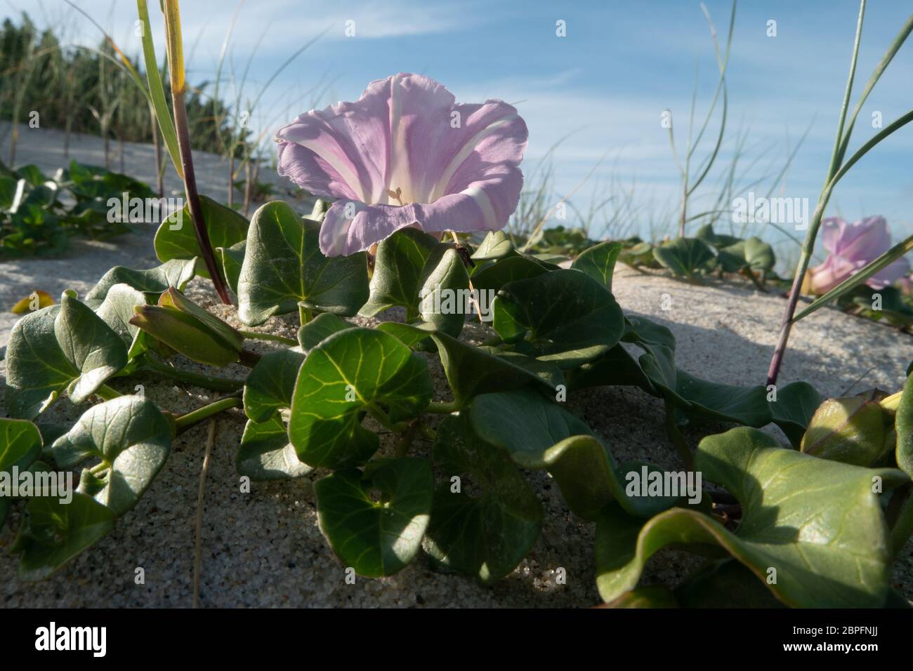 Calystegia soldanella est une espèce de plante à fleurs appartenant à la famille des Convolvulacées. Banque D'Images