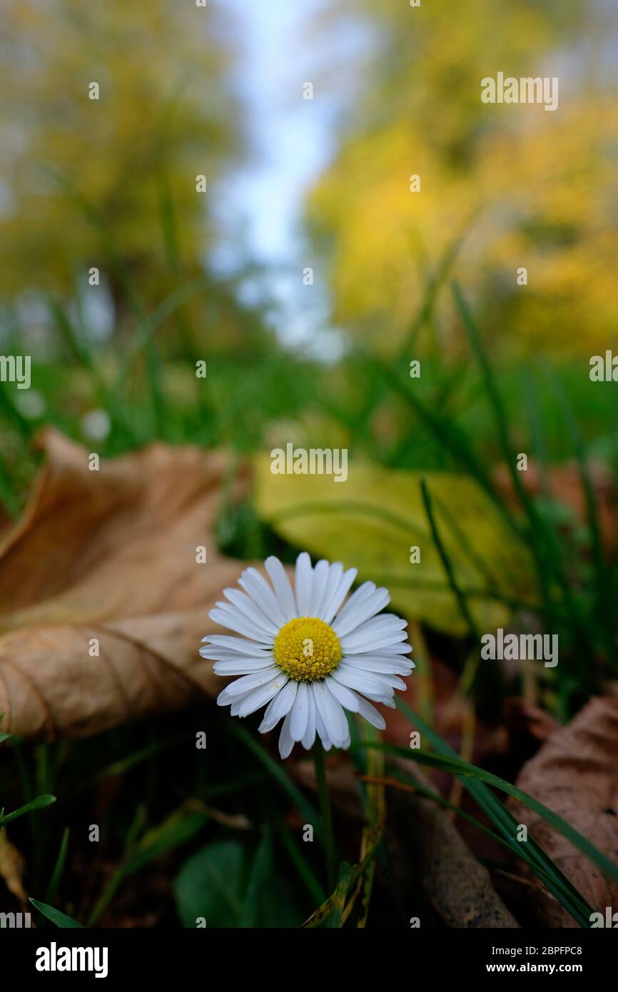 Margerite im Herbst mit weichem bokeh - Leucanthemum in einer Makroaufnahme Banque D'Images