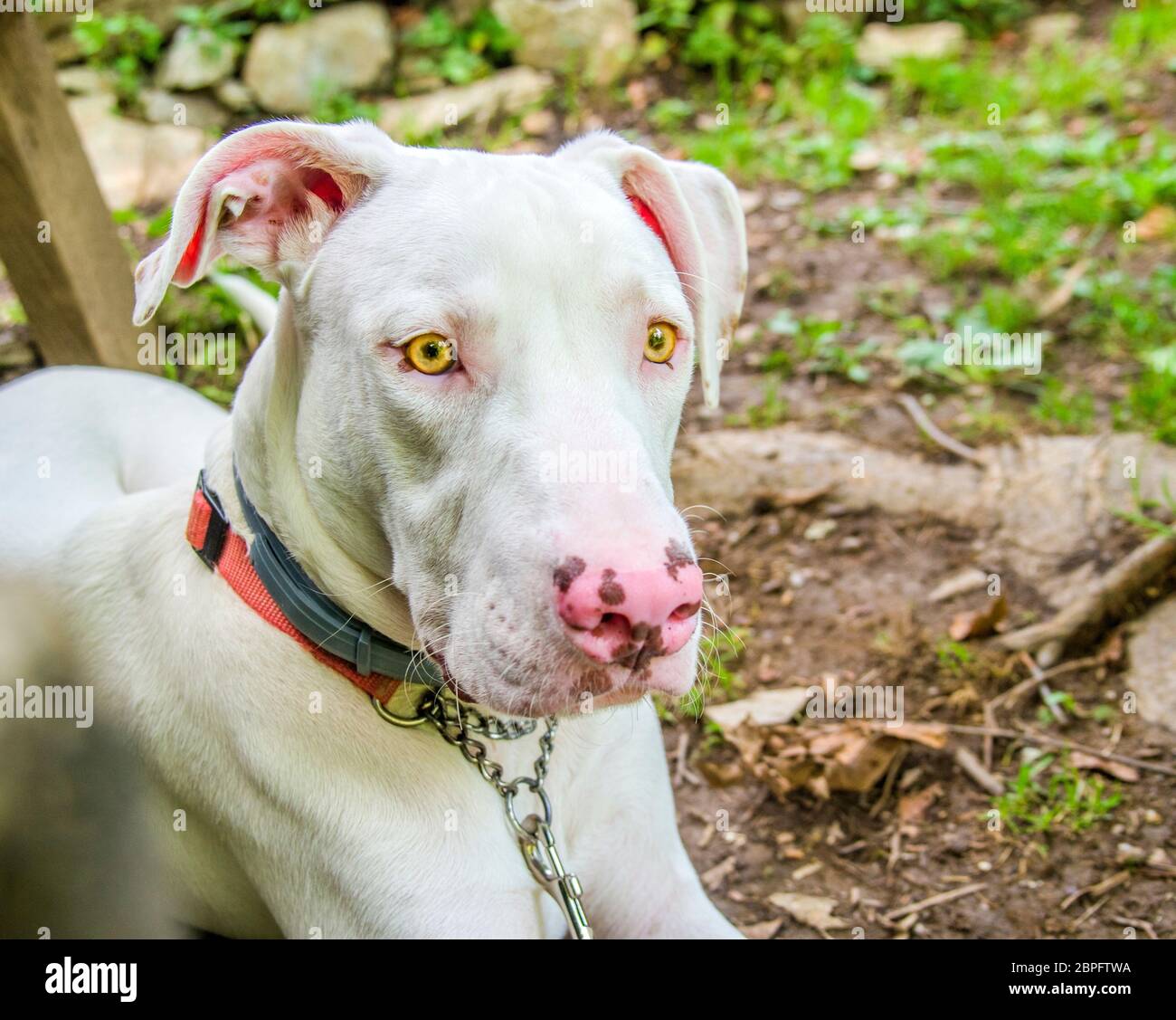 magnifique chien blanc doux aux yeux jaunes et nez rose à la campagne avec collier rouge Banque D'Images magnifique chien blanc doux aux yeux jaunes et nez rose à la campagne avec collier rouge Banque D'Images