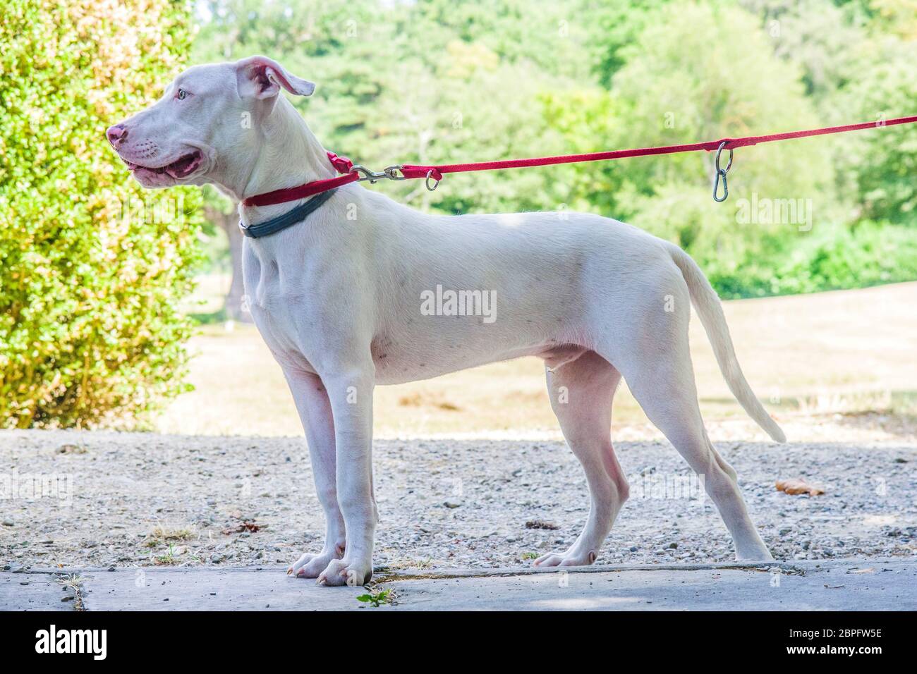 magnifique chien blanc doux aux yeux jaunes et nez rose à la campagne avec  collier rouge Photo Stock - Alamy