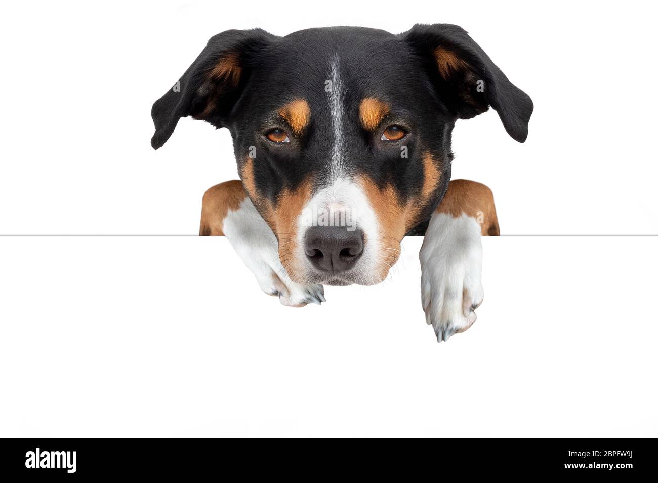 Chien adorable avec carte blanche, l'Appenzeller Sennenhund Banque D'Images