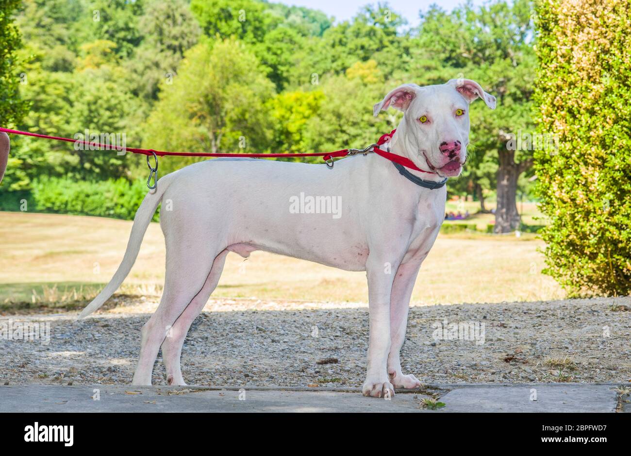 magnifique chien blanc doux aux yeux jaunes et nez rose à la campagne avec collier rouge Banque D'Images magnifique chien blanc doux aux yeux jaunes et nez rose à la campagne avec collier rouge Banque D'Images