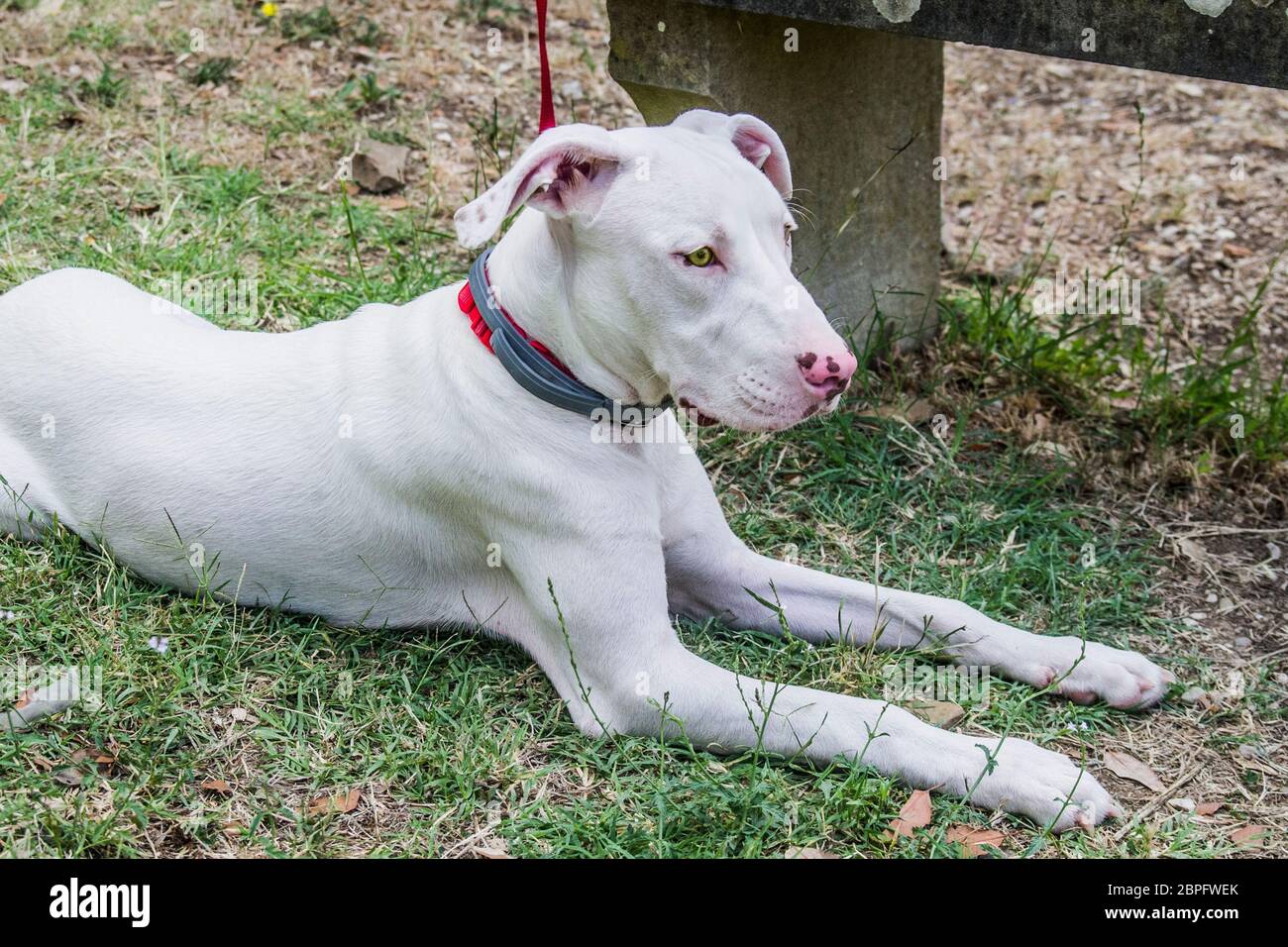magnifique chien blanc doux aux yeux jaunes et nez rose à la campagne avec collier rouge Banque D'Images magnifique chien blanc doux aux yeux jaunes et nez rose à la campagne avec collier rouge Banque D'Images