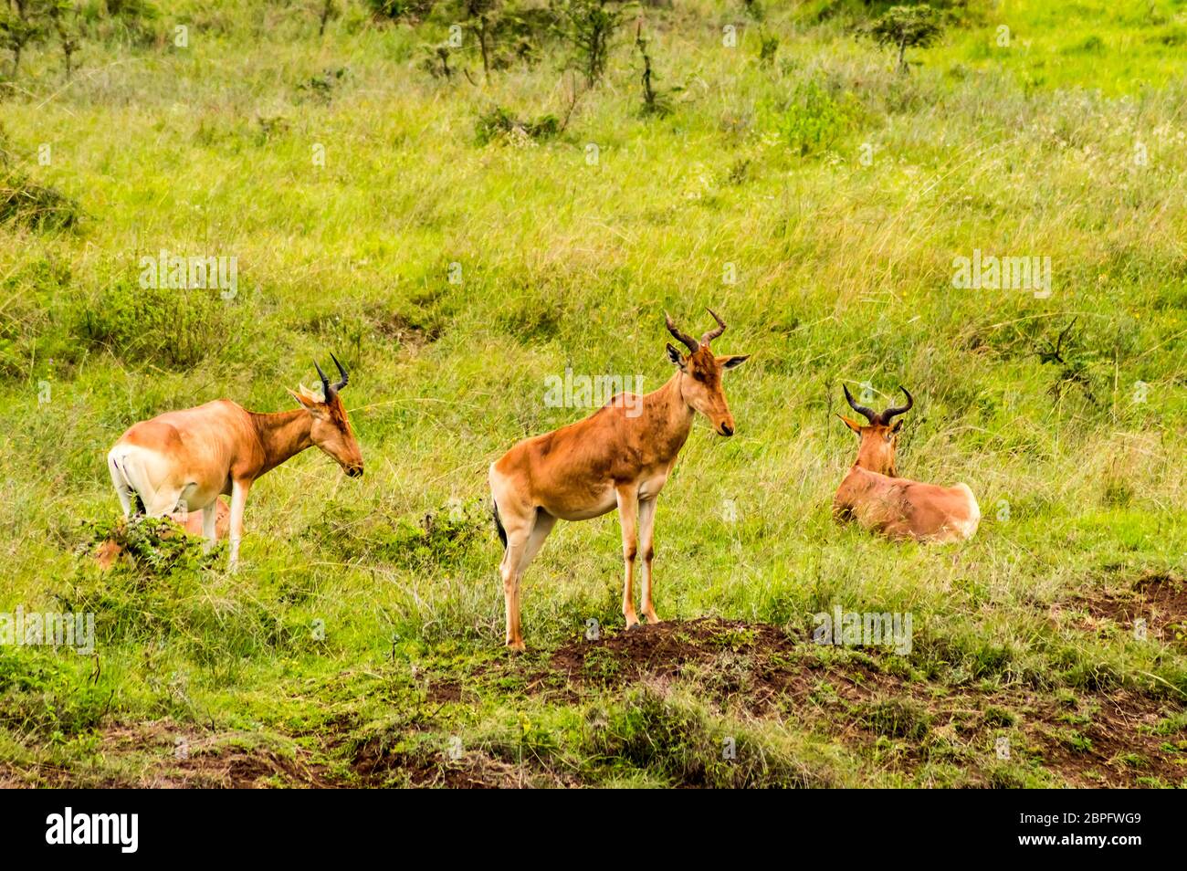 3 hirolas dans la savane du parc de Nairobi au Kenya en Afrique Banque D'Images