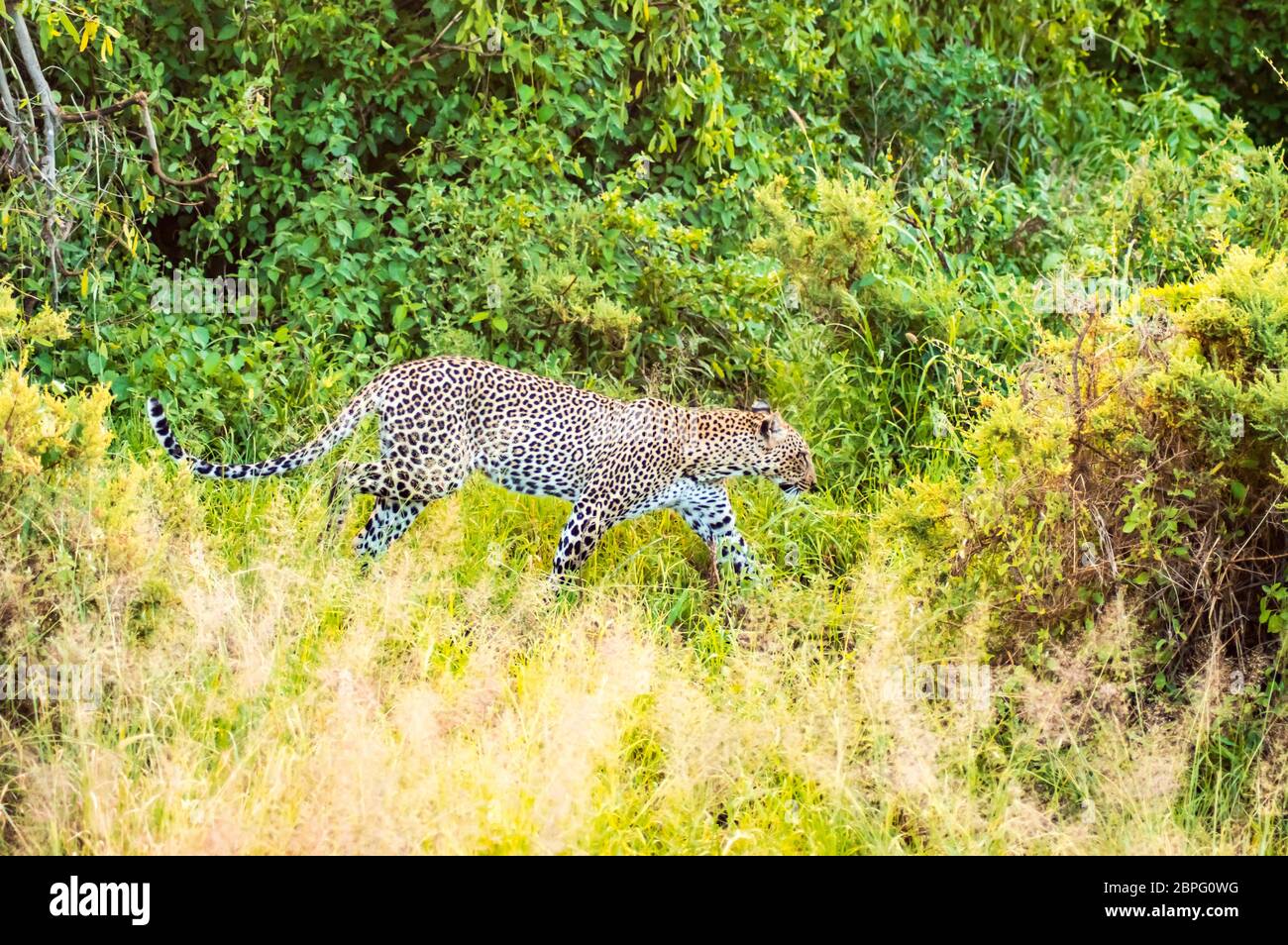 Un léopard marcher en forêt dans le parc au centre du Kenya Samburu Banque D'Images