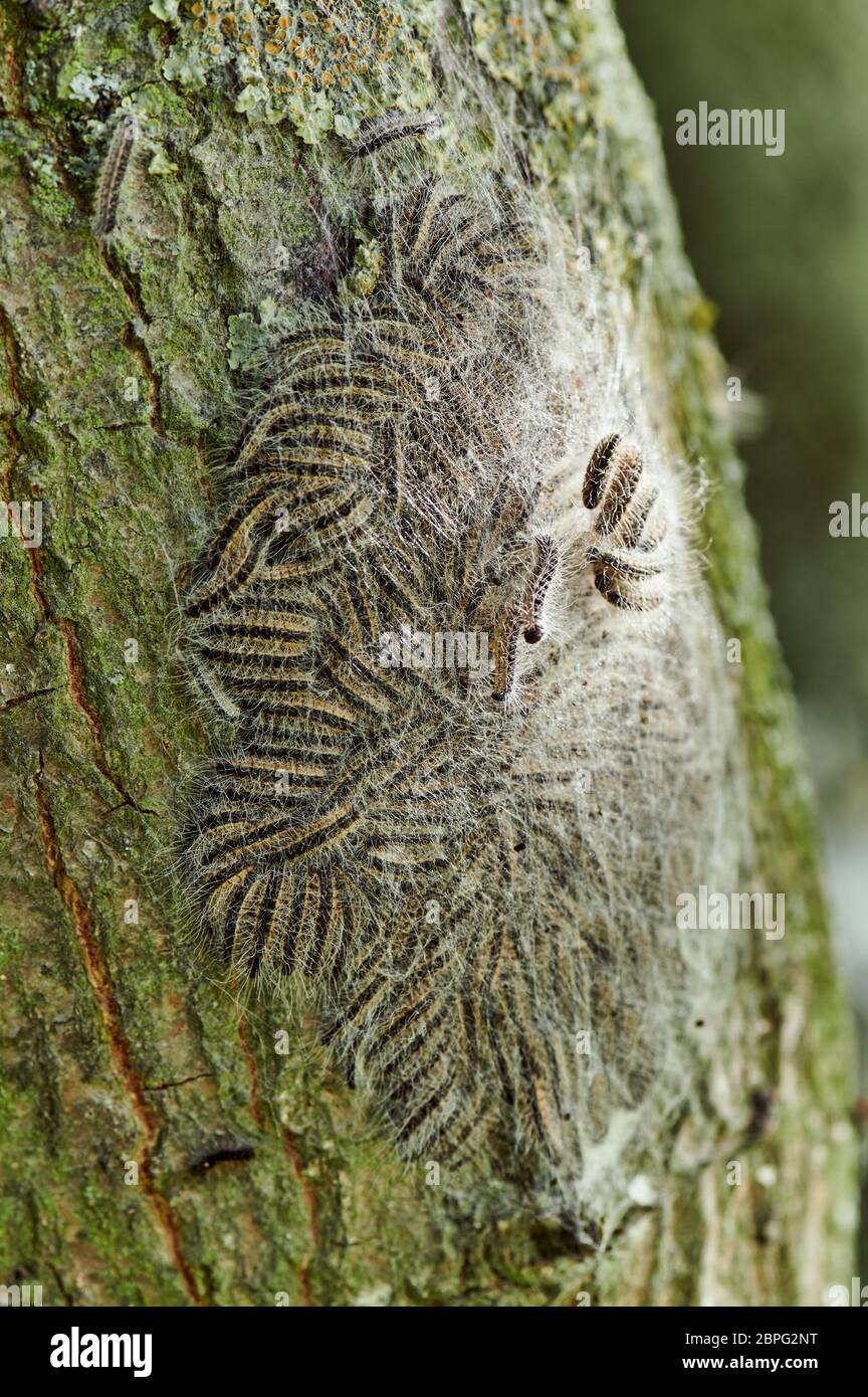 Chêne processif (Thaumetopoea processionea), Caterpiliers du chêne processif dans le nid sur le tronc d'un chêne Banque D'Images