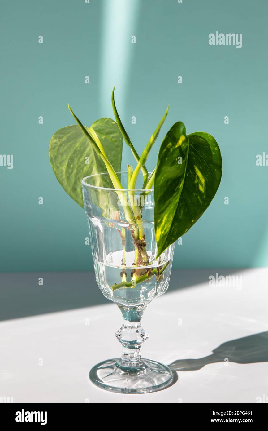 Jeunes pousses de pothos doré / Epipremnum aureum avec racine en verre transparent sur la table, fond bleu avec lumière du soleil. Verticale. Banque D'Images