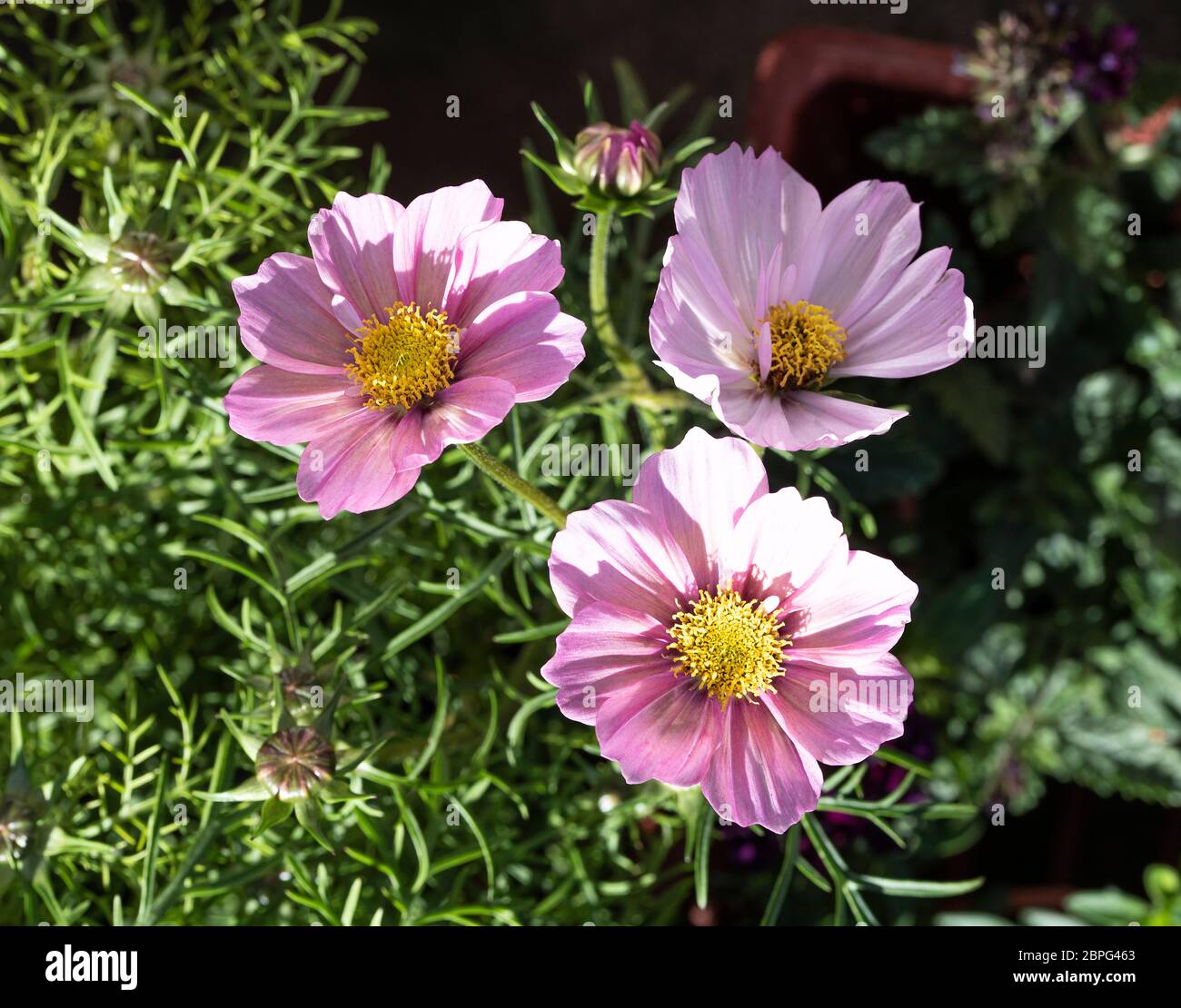 Une belle exposition de fleurs Cosmos rose et jaune centré dans un jardin à Alsager Cheshire Angleterre Royaume-Uni Banque D'Images