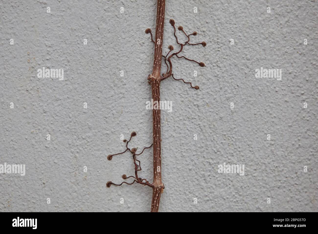 plante grimpant sur le mur. Banque D'Images