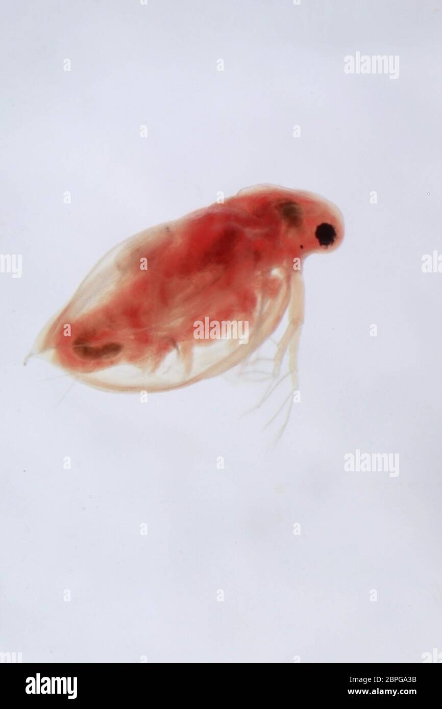 Super macro gros plan de Daphnia pulex, l'espèce la plus commune de puce d'eau. Il est présent dans les Amériques, en Europe et en Australie. C'est le sapin Banque D'Images