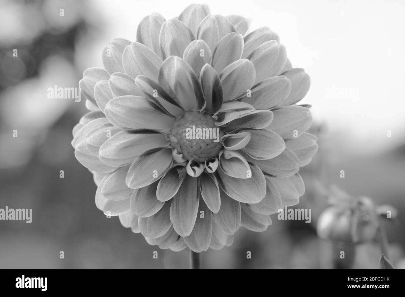 Dahlia fleurs dans focus sélectif dans un jardin de fleurs - traitement monochrome Banque D'Images