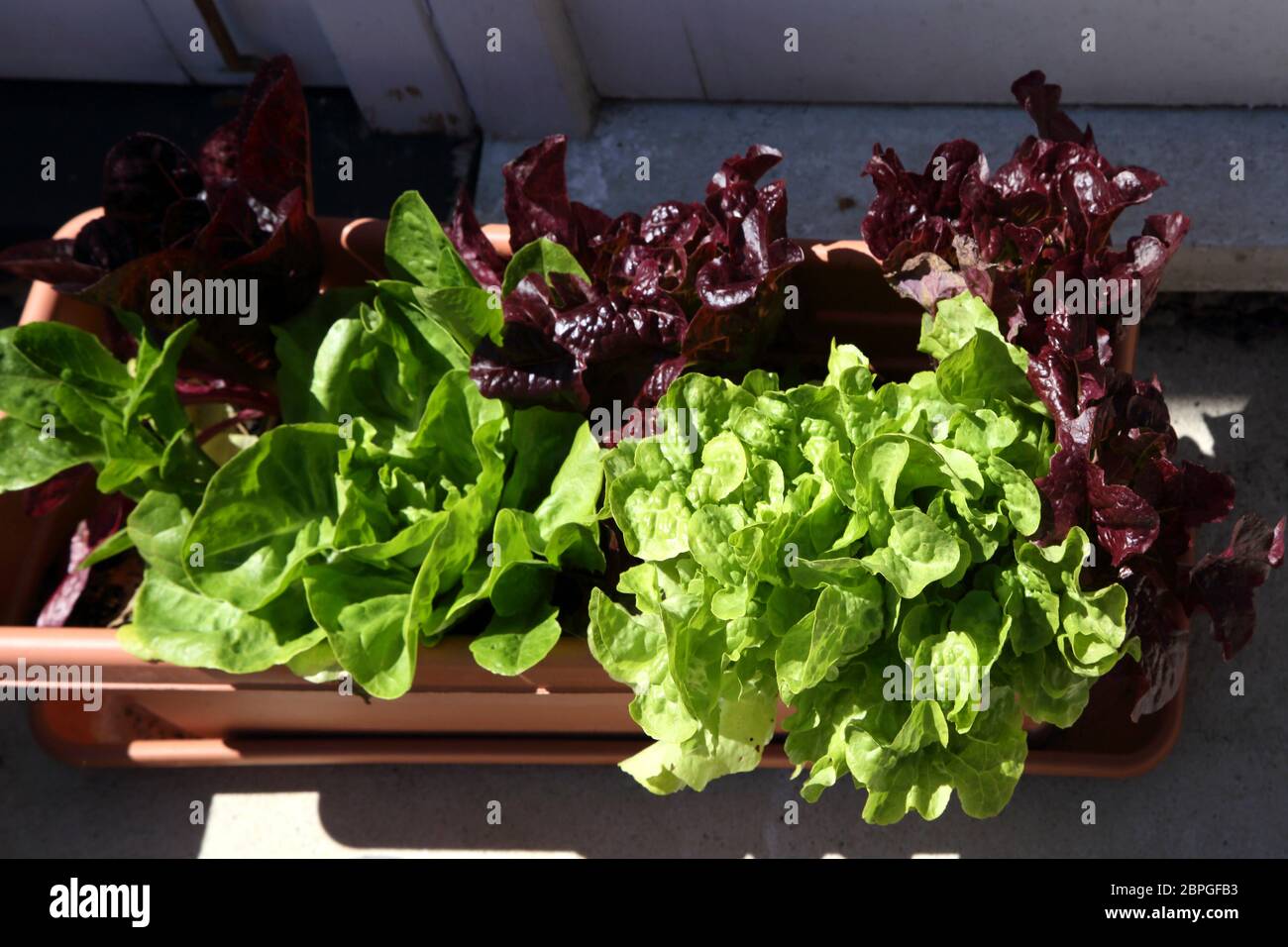 Laitue cultivée dans la cuvette Banque D'Images