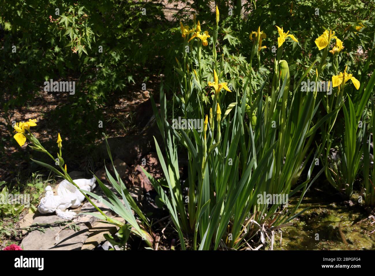 Iris pseudocacorus (drapeau jaune, iris jaune, drapeau de l'eau) est une espèce de plante florale de la famille des Iridaceae. Banque D'Images