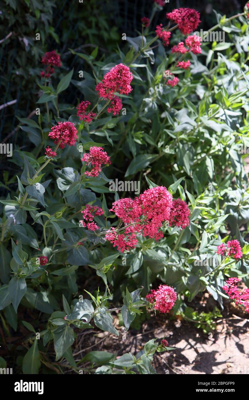 Centranthus ruber- Rouge de Valérien- barbe de Jupiter Banque D'Images
