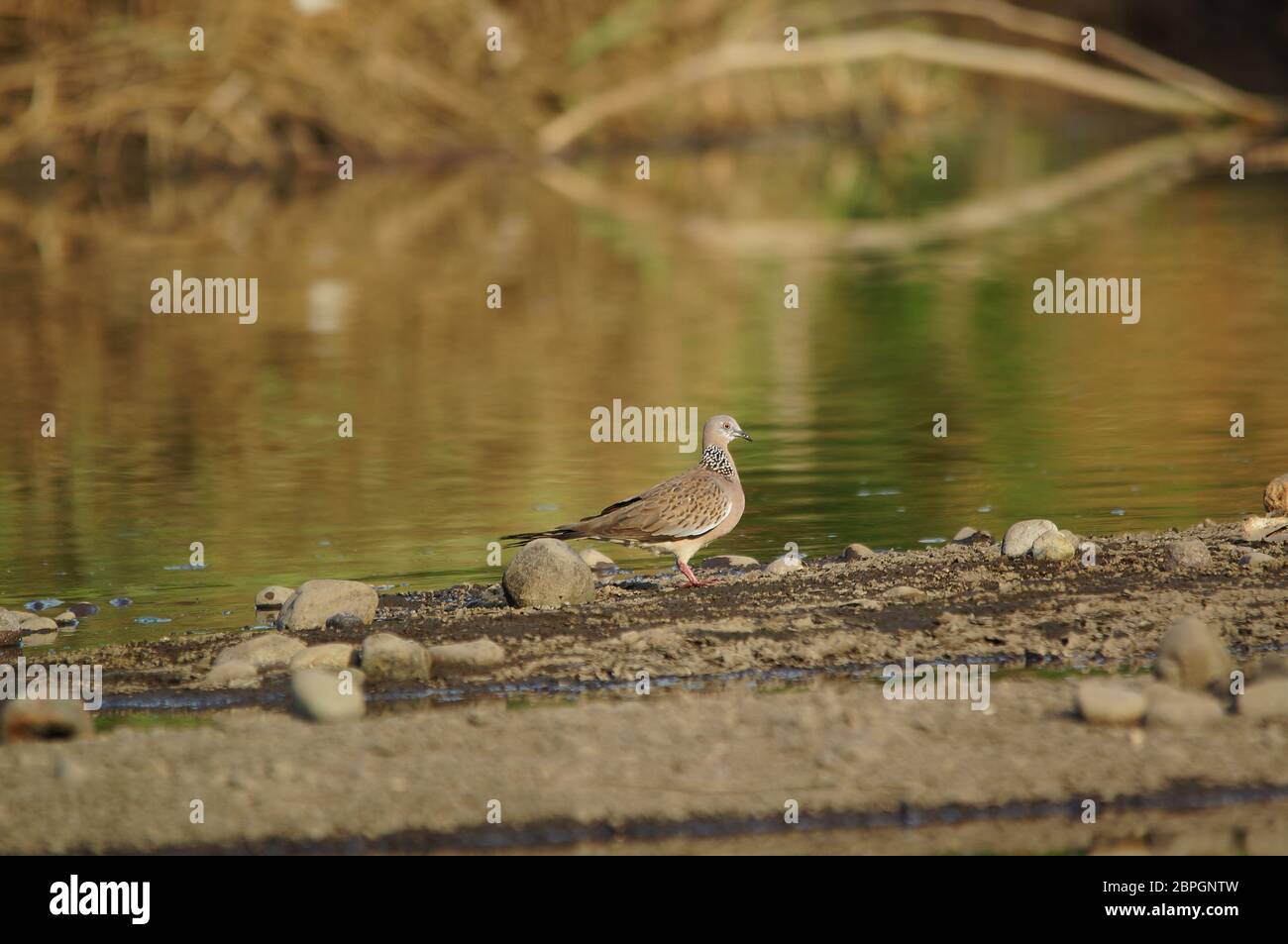 Le spotted dove (Spilopelia chinensis) est un petit et un peu long-tailed Pigeon c'est un résident commun des oiseaux nicheurs dans son territoire naturel sur Banque D'Images