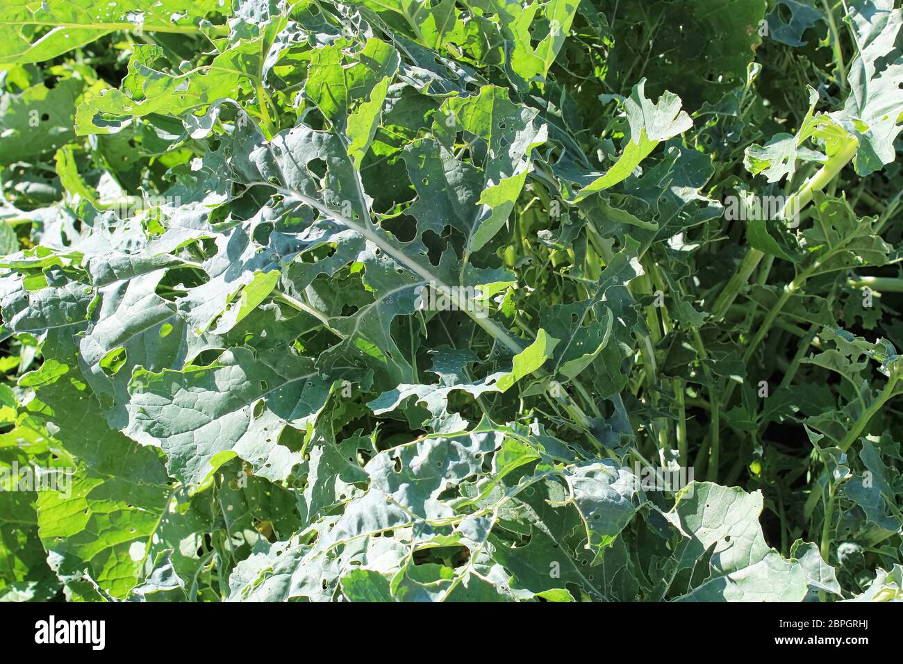 Espèce de chou brocoli dommages observés sur les feuilles. Banque D'Images