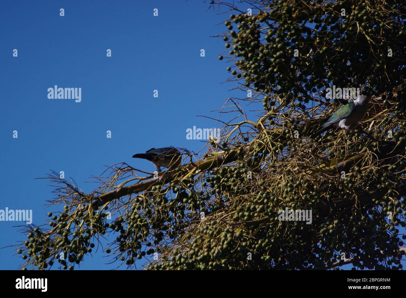 La colombe impériale verte (Ducula aenea) est une grande forêt de pigeons qui perce sur les branches du palmier. Banque D'Images