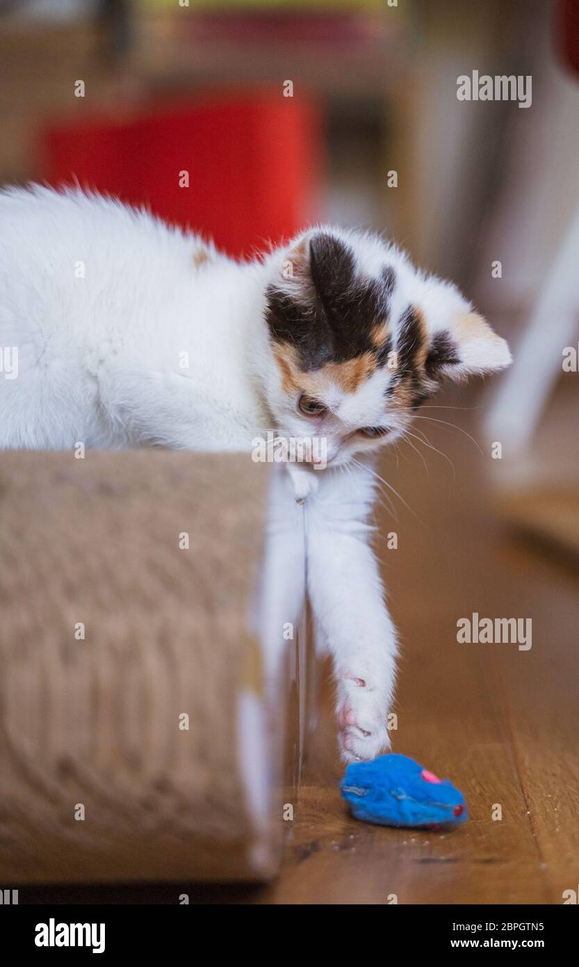 Jeune Petit Tricolore De Quelques Semaines Mignon Chaton Chat Femelle A Fourrure Blanche Brune Et Noire Adobrable Et Doux Oeil Peu De Pouss Molletonnes Oreilles Protuberantes Photo Stock Alamy