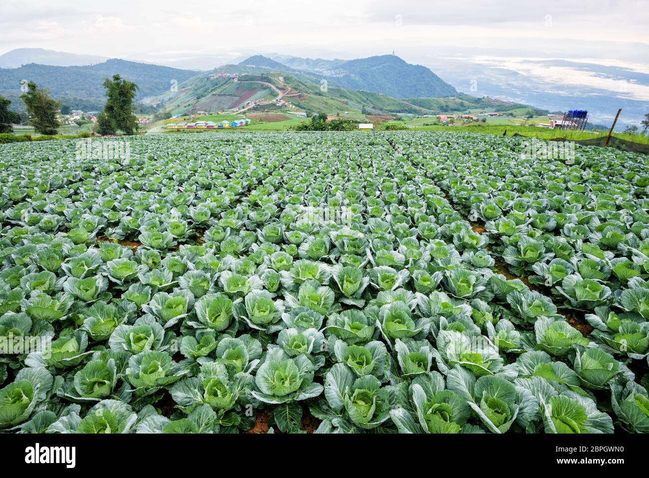 Plantation de choux ou de Brassica oleracea belle nature des rangées de légumes verts dans les zones cultivées, l'agriculture en milieu rural sur la haute montagne Banque D'Images