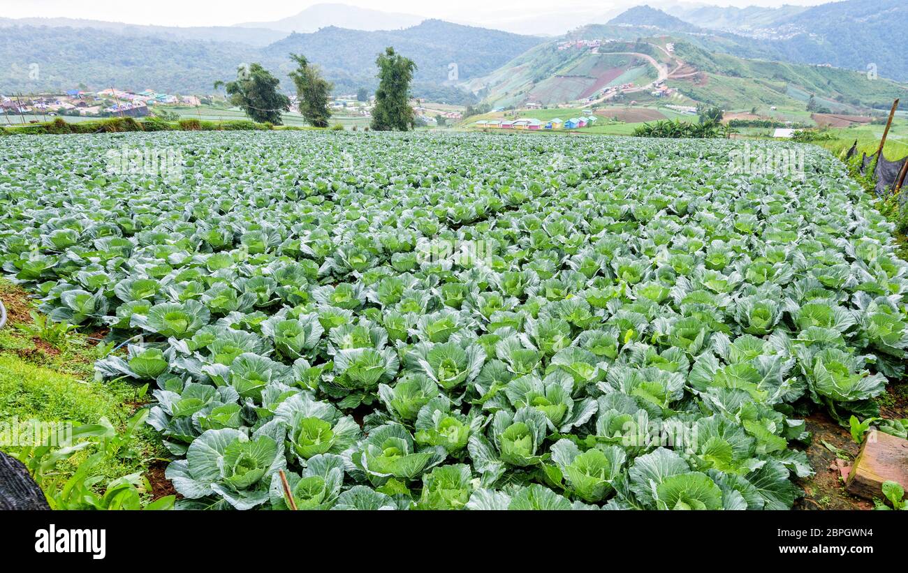 Plantation de choux ou de Brassica oleracea belle nature des rangées de légumes verts dans les zones cultivées, l'agriculture en milieu rural sur la haute montagne Banque D'Images