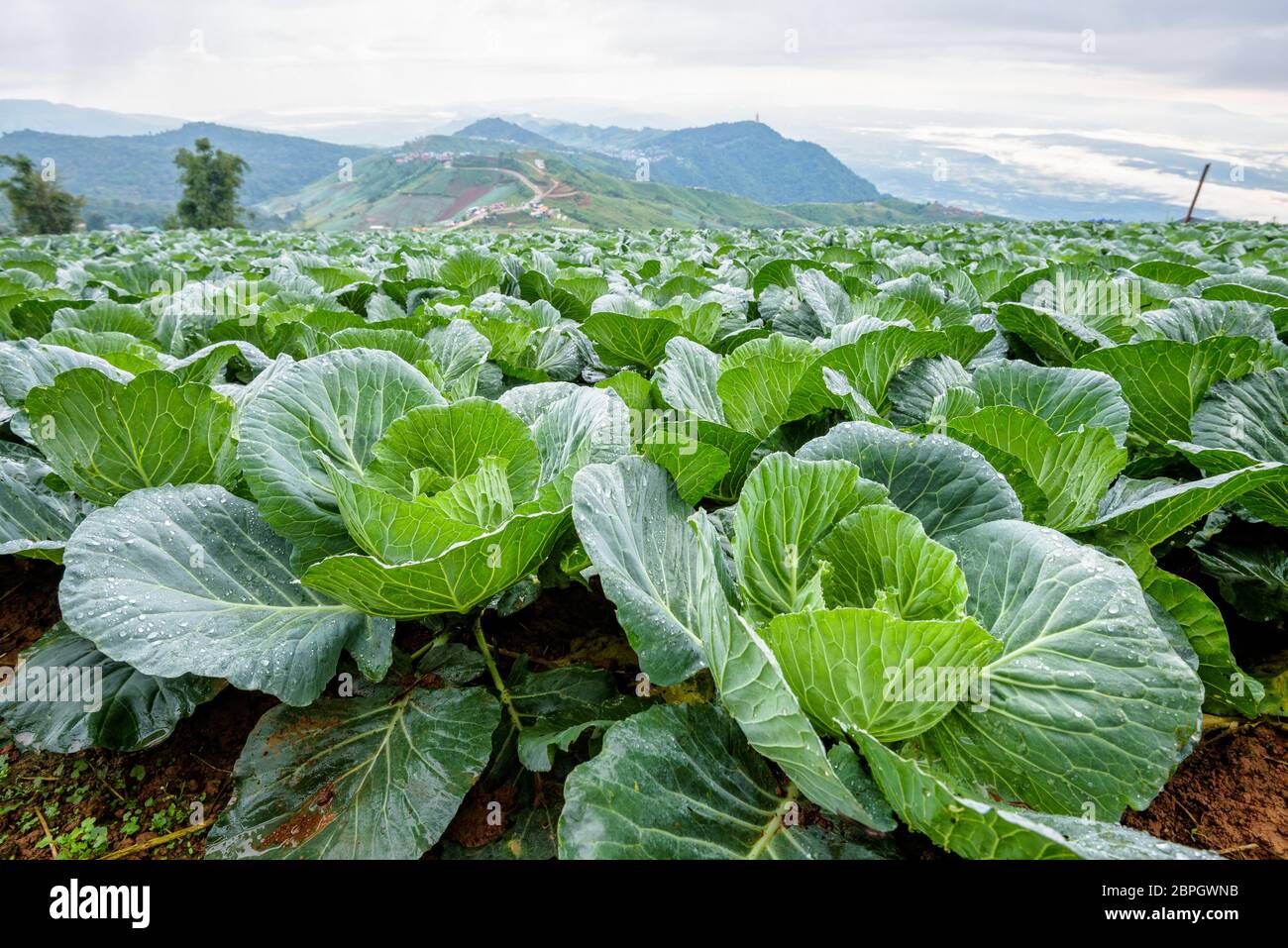 Close-up ou Chou Brassica oleracea belle nature des rangées de légumes verts à la surface cultivée, de l'agriculture dans les zones rurales en haute mountai Banque D'Images