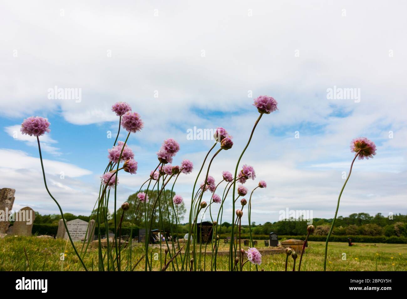 Très rare Tall thrift, Armeria Maritima elongata, croissant dans le cimetière de l'église anglicane Saint Martins Parish, village Ancaster, Lincolnshire Banque D'Images