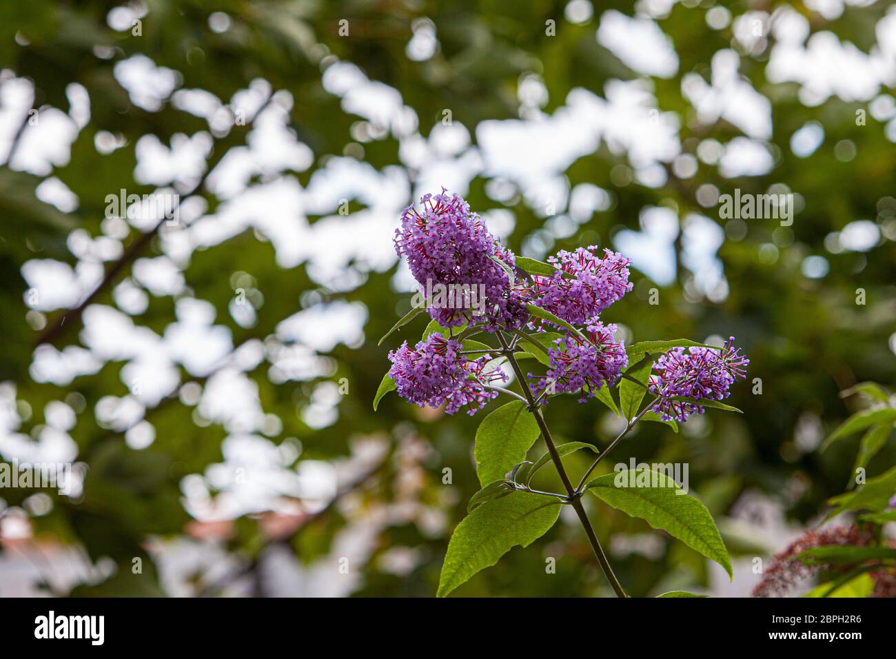 Belles fleurs violettes sur l'arbre de Lilas dans les bois près de Wemouth, Dorset, Royaume-Uni Banque D'Images