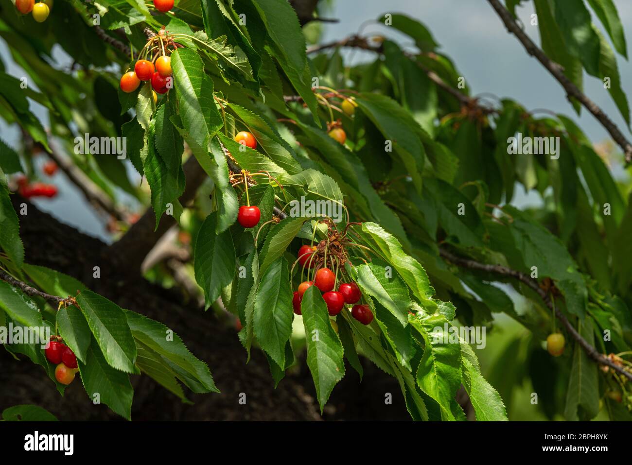 Cerises hanging on a cherry tree branch. Banque D'Images