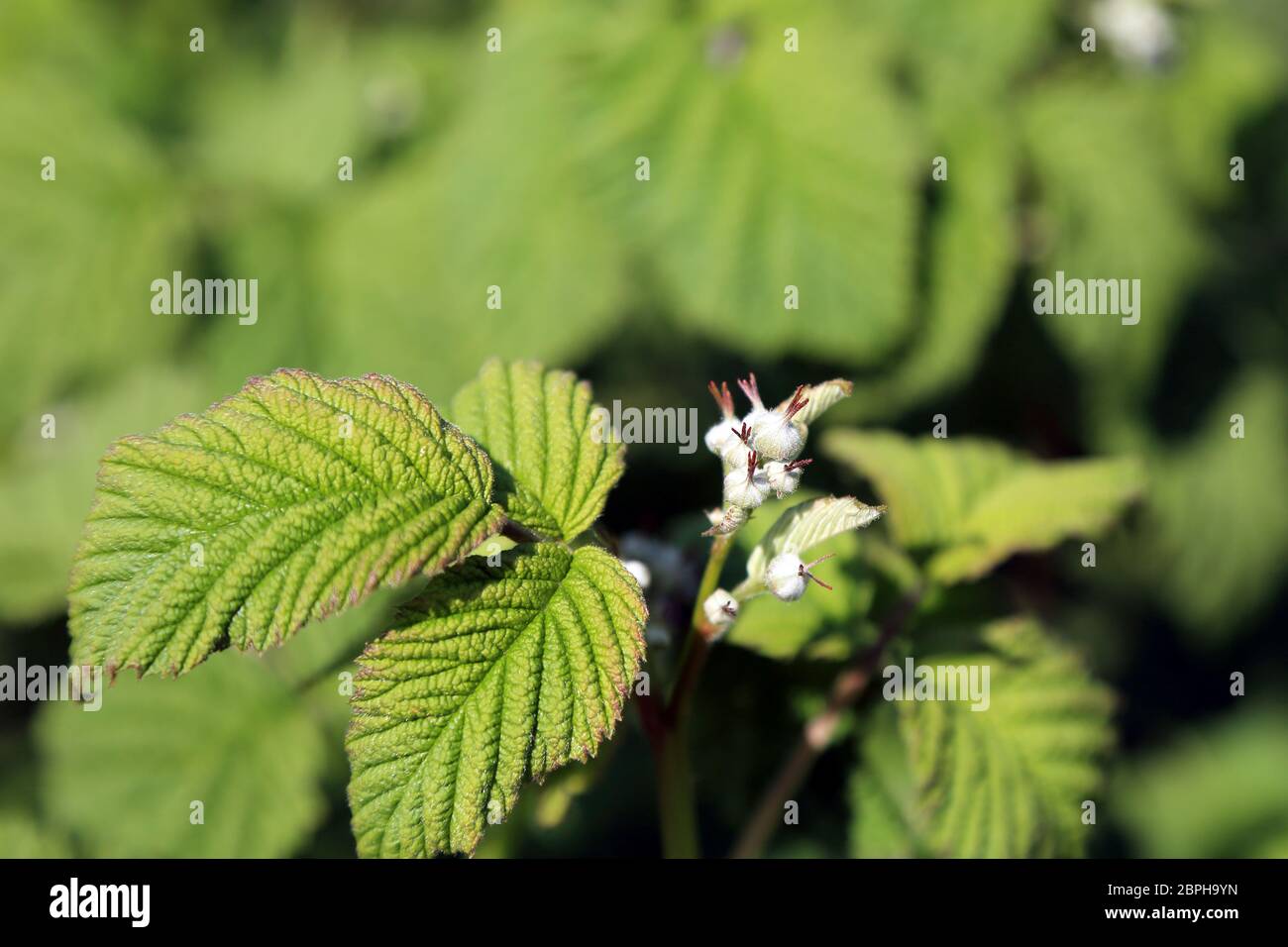 Boutons de fleurs sur le framboise dans un jardin du Kent, Angleterre Banque D'Images
