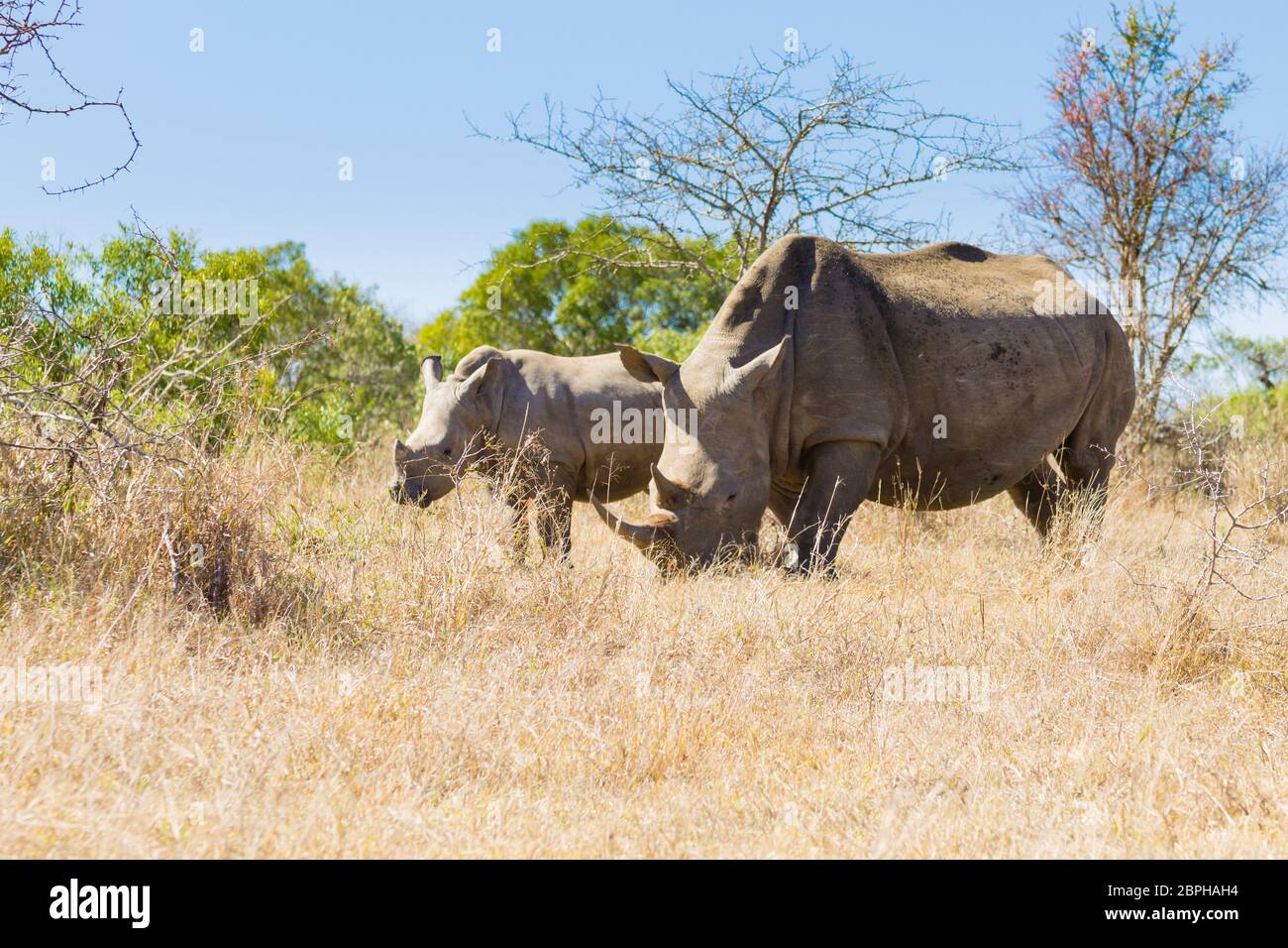 Rhinocéros blanc femelle avec chiot, à partir de Hluhluwe-Imfolozi Park, Afrique du Sud. La faune africaine. Ceratotherium simum Banque D'Images