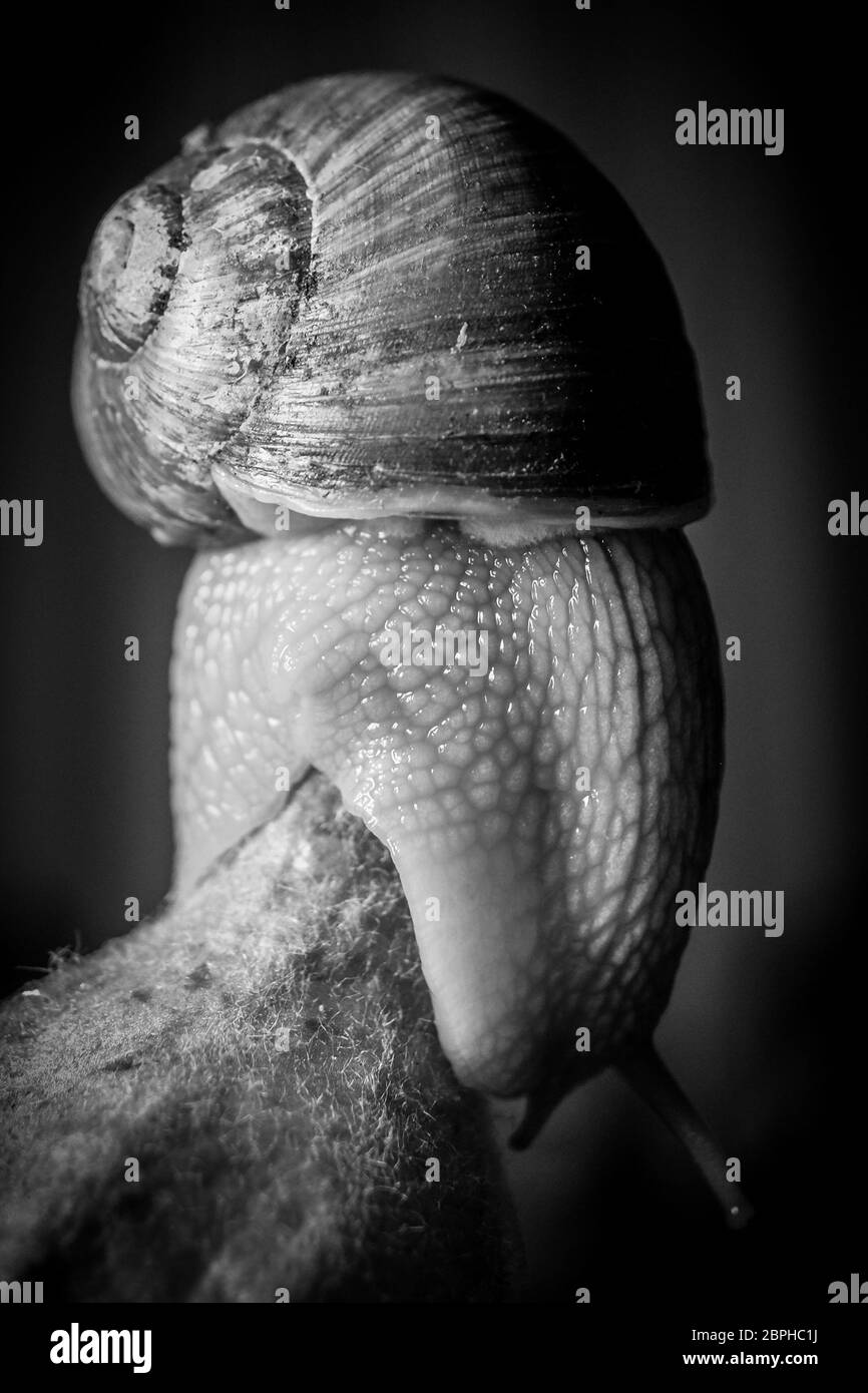 Haut de la colline - Escargot-snail en noir et blanc couleurs de légumes Banque D'Images