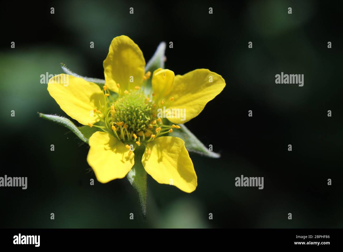 Très gros plan de la minuscule fleur sauvage jaune de Geum urbanus, également connue sous le nom de Wood avens ou Herb Bennett. Avec la zone de copie à droite. Banque D'Images