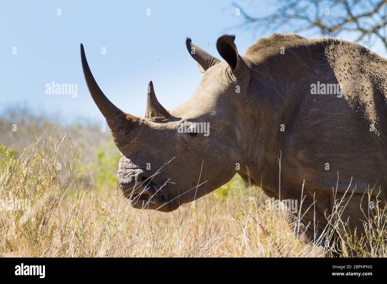 Rhinocéros isolés à partir de Hluhluwe-Imfolozi Park, Afrique du Sud. La faune africaine. Ceratotherium simum Banque D'Images