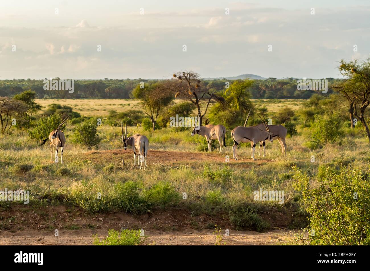 Vu de profil d'antilope dans la savane du Parc de Samburu dans le centre du Kenya Banque D'Images