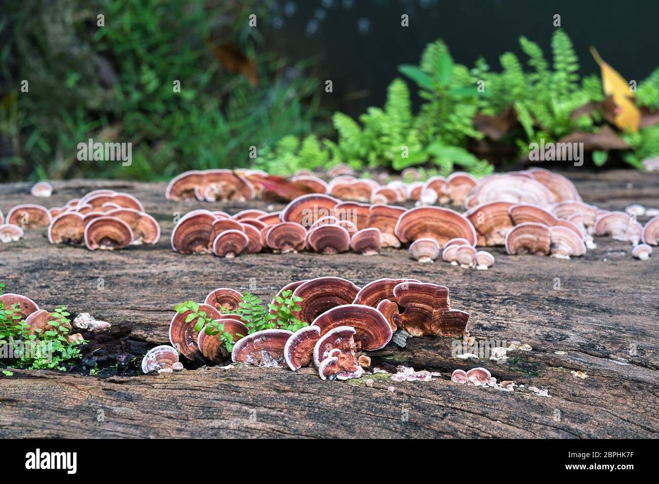 Groupe de Ganoderma lucidum ou champignons champignon ling zhi sur le bois le bois dans la forêt de pluie Banque D'Images