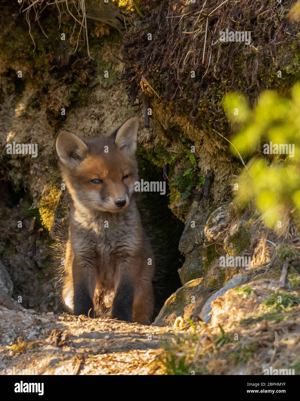 Red Fox cub se tenait à l'entrée de leur coin-détente. Banque D'Images
