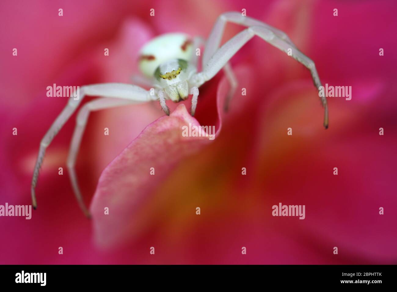 Araignée de crabe sur rose rose pétale, araignée blanche sur fleur dans le jardin, insecte de la faune, araignée de crabe sur rose macro, macro photographie, photo de stock Banque D'Images