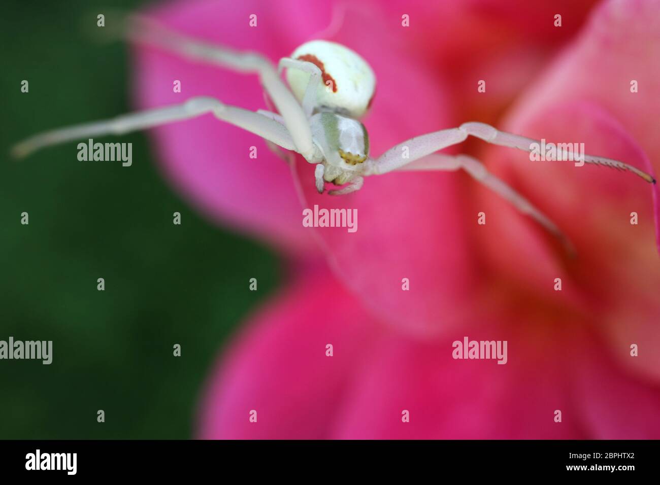 Araignée de crabe sur rose rose pétale, araignée blanche sur fleur dans le jardin, insecte de la faune, araignée de crabe sur rose macro, macro photographie, photo de stock Banque D'Images