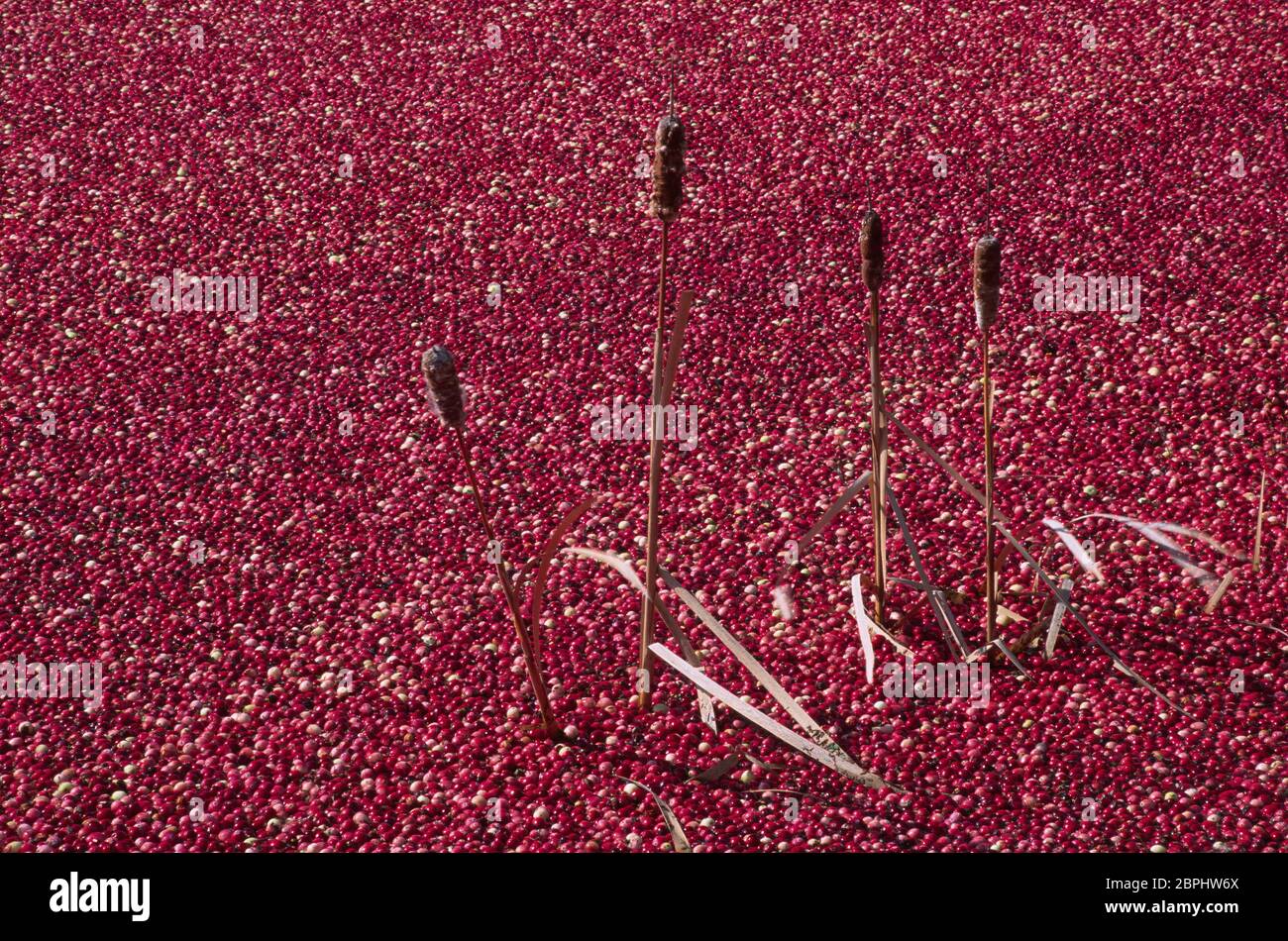 Canneberges sur tourbières inondées avec des queues de chat, comté de Monroe, Wisconsin Banque D'Images