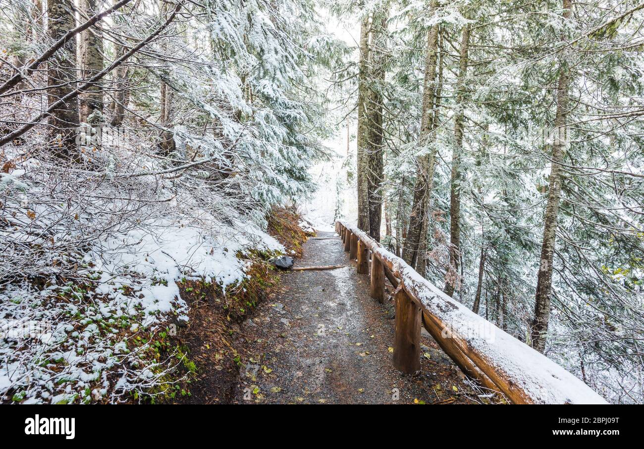 Chemin avec neige, vue panoramique sur les chutes de Narada le jour de la neige dans le parc national de mt Rainier, Washington, USA. Banque D'Images