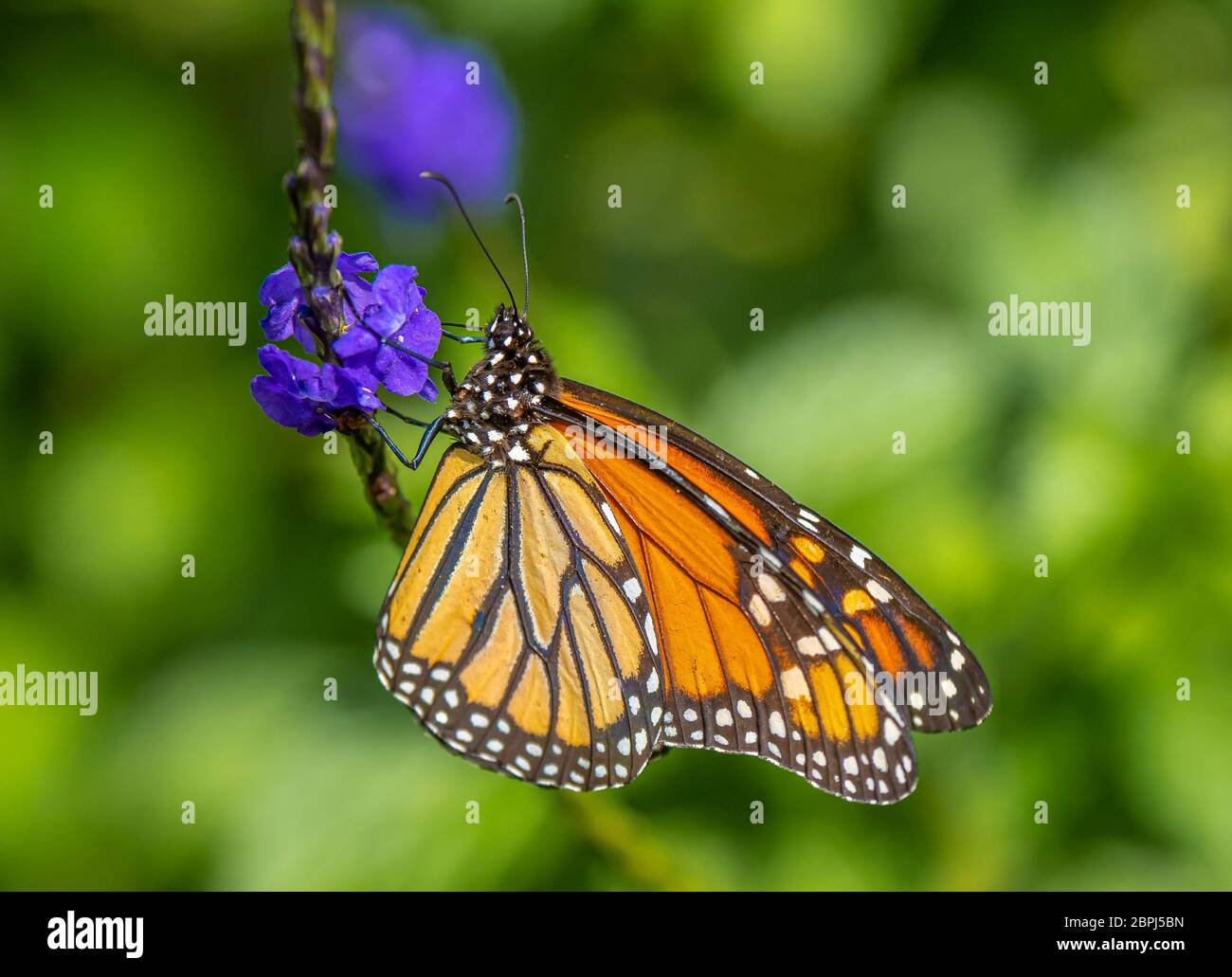 Le seul papillon monarque, Danaus plexippus, aussi connu comme le milkweed, le tigre commun, le Wanderer, et noir veiné marron sur une fleur de purle Banque D'Images