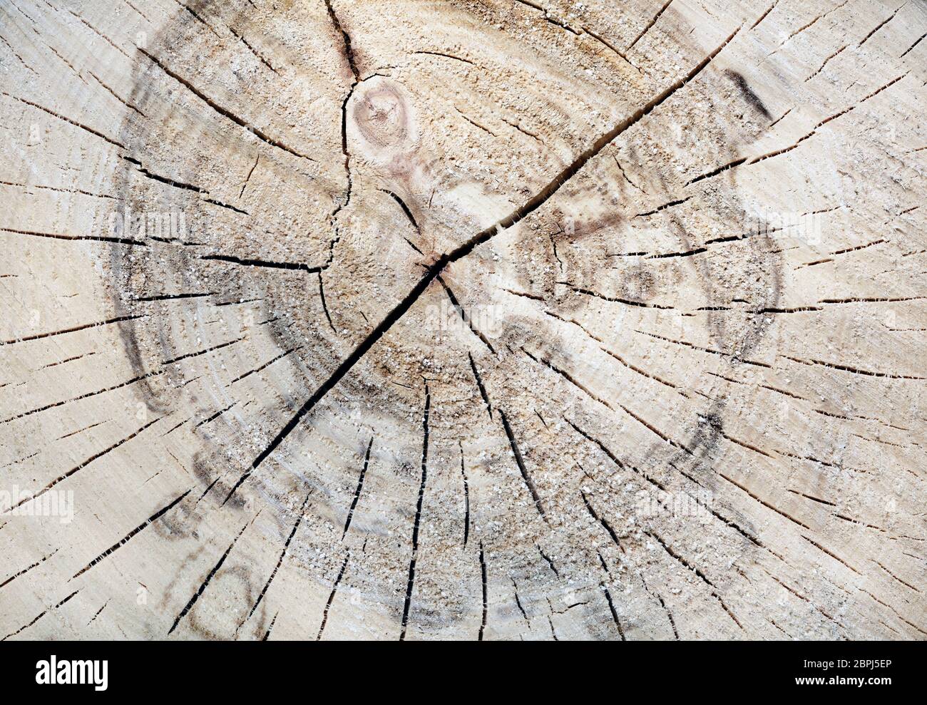 La texture du tronc de l'arbre. La section de l'arbre en bois avec des fissures et des cernes. Fond plats en bois. Banque D'Images