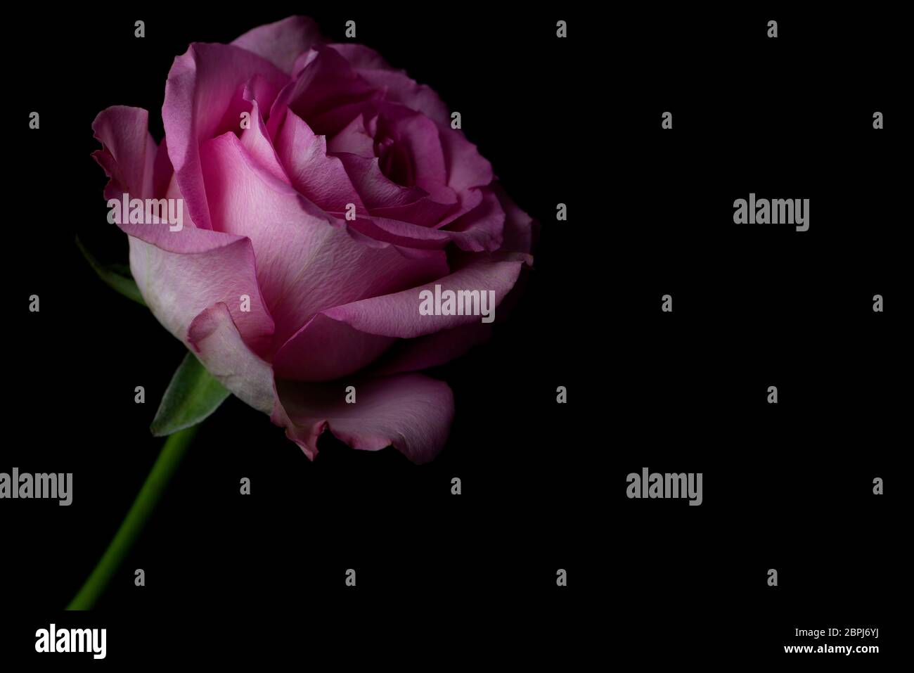 Fleur rose unique sur fond noir Banque D'Images