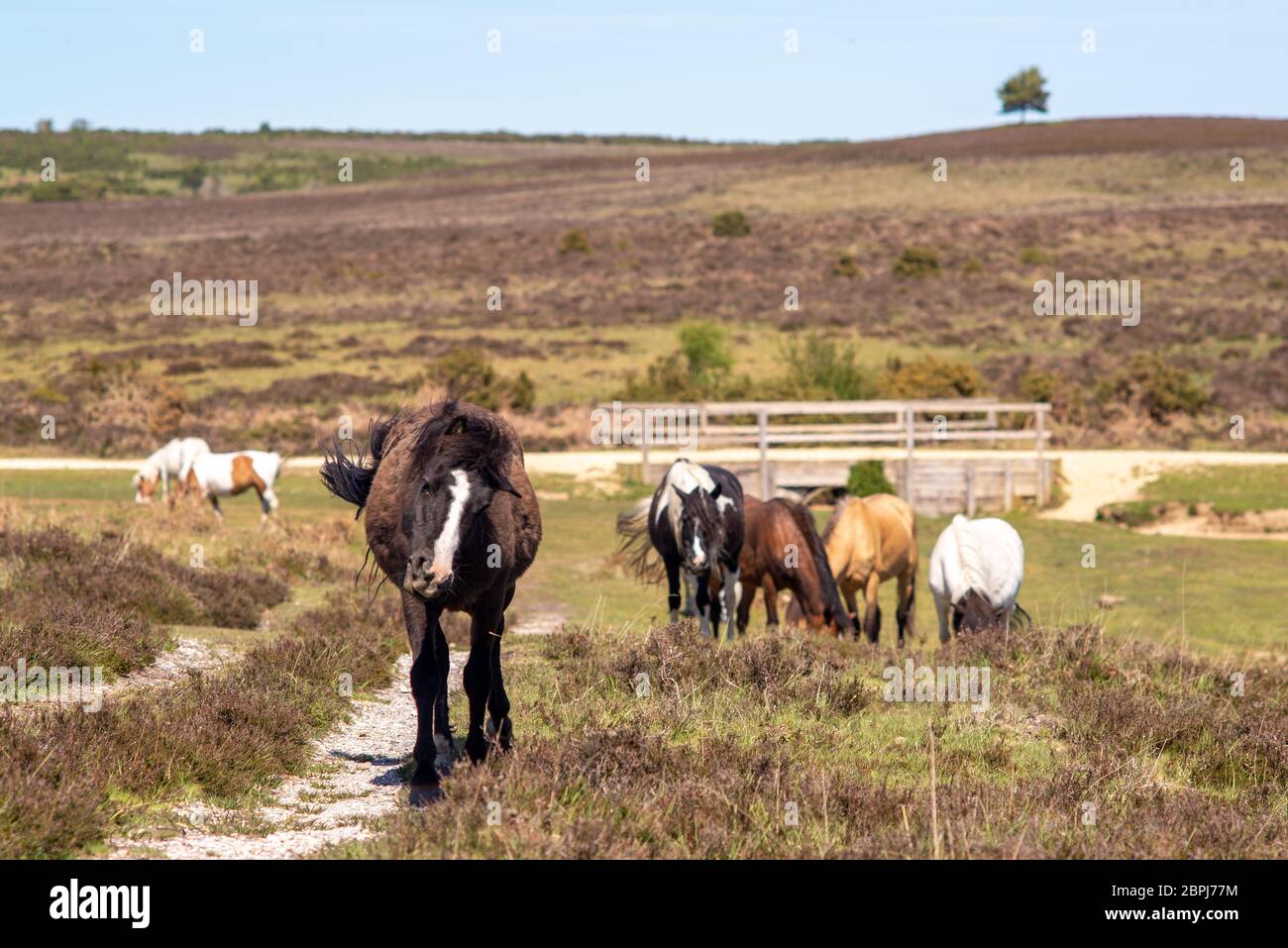 Godshill, Fordingbridge, New Forest, Hampshire, Royaume-Uni, 19 mai 2020, Météo. Les températures montent au milieu des années 20 pendant l'après-midi, dans une vague de chaleur de la mi-mai. Les poneys de la Nouvelle forêt se réchauffent dans la chaleur sur un sol sec à la suite d'un printemps sec et chaud. Crédit : Paul Biggins/Alay Live News Banque D'Images