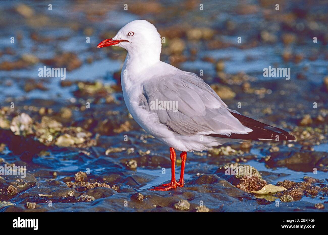 Goéland Ã bec rouge , (Larus scopulinus,) sur la plage de Milford, golfe d'Hauraki, Île du Nord, Nouvelle-Zélande. Banque D'Images