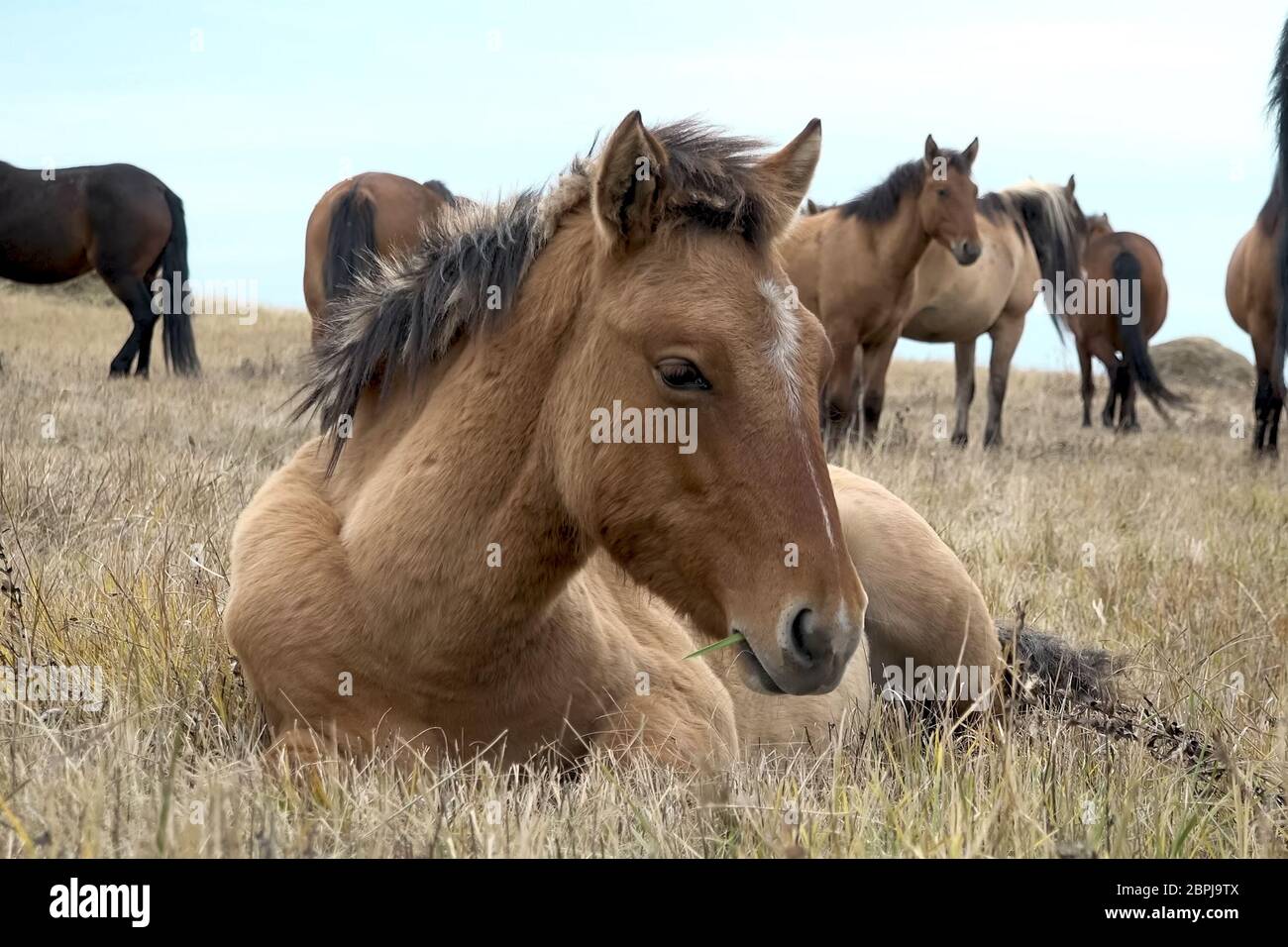 Le troupeau de chevaux en automne sur les pâturages, l'élevage des chevaux. Banque D'Images