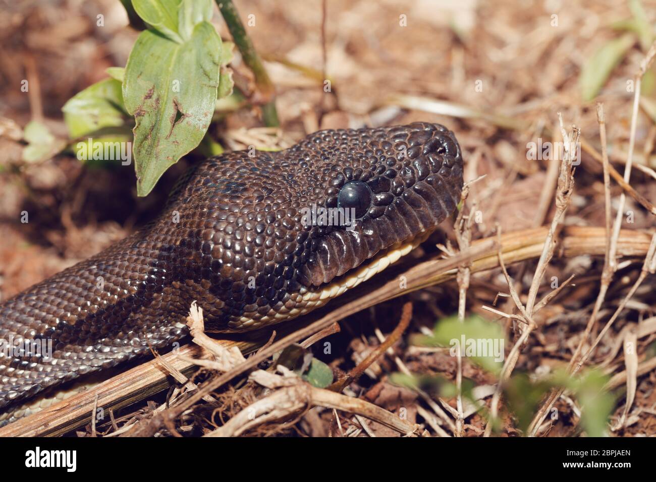Big Snake, Malgache madagascar tree boa (Sanzinia madagascariensis ) boa non venimeux endémique dans Madagascar. Montagne d'Ambre Parc National, Madagascar Banque D'Images